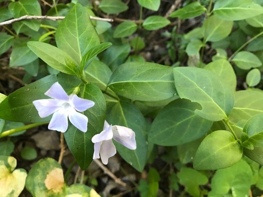 Pervinca difforme 13