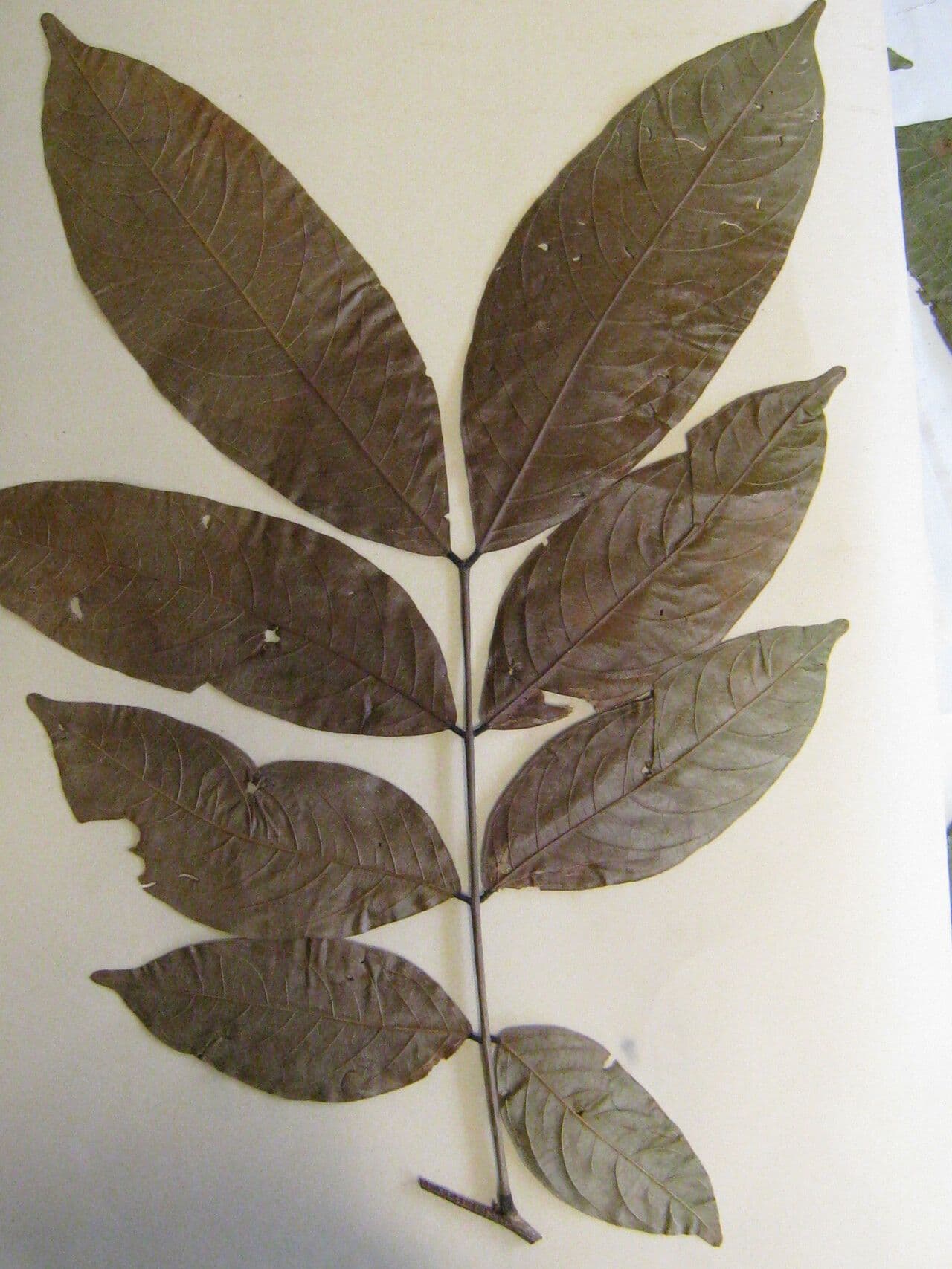 Inga 12