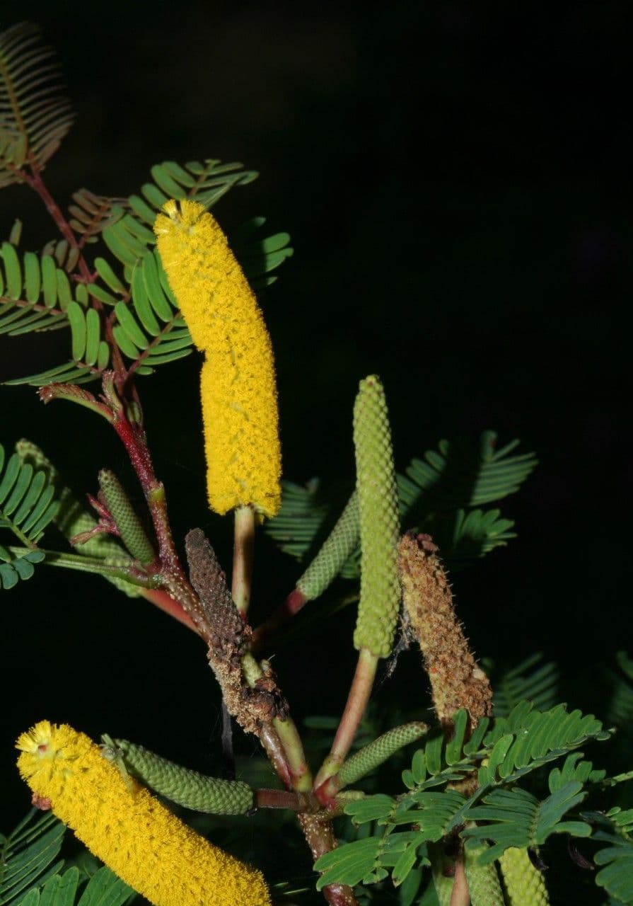 Vachelia Collinsova 26
