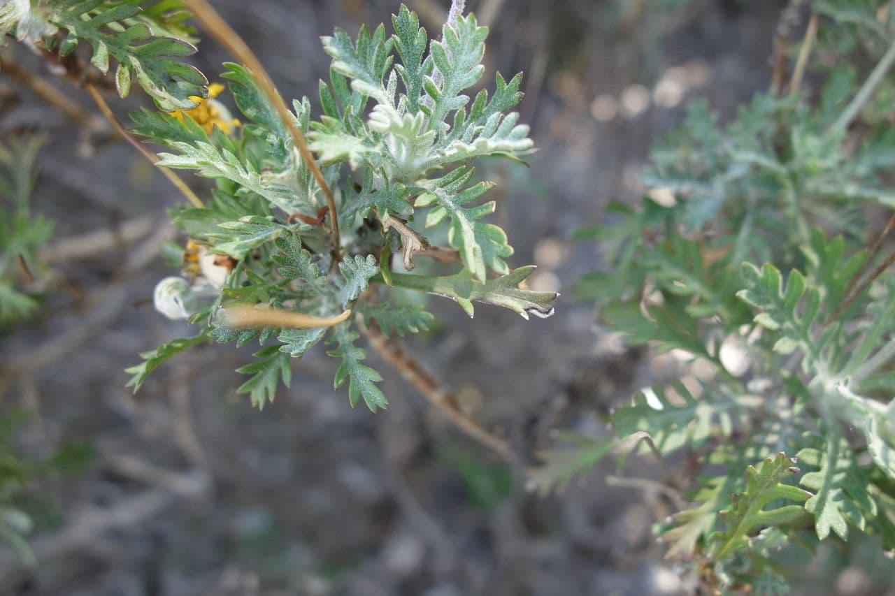 Euryops 16