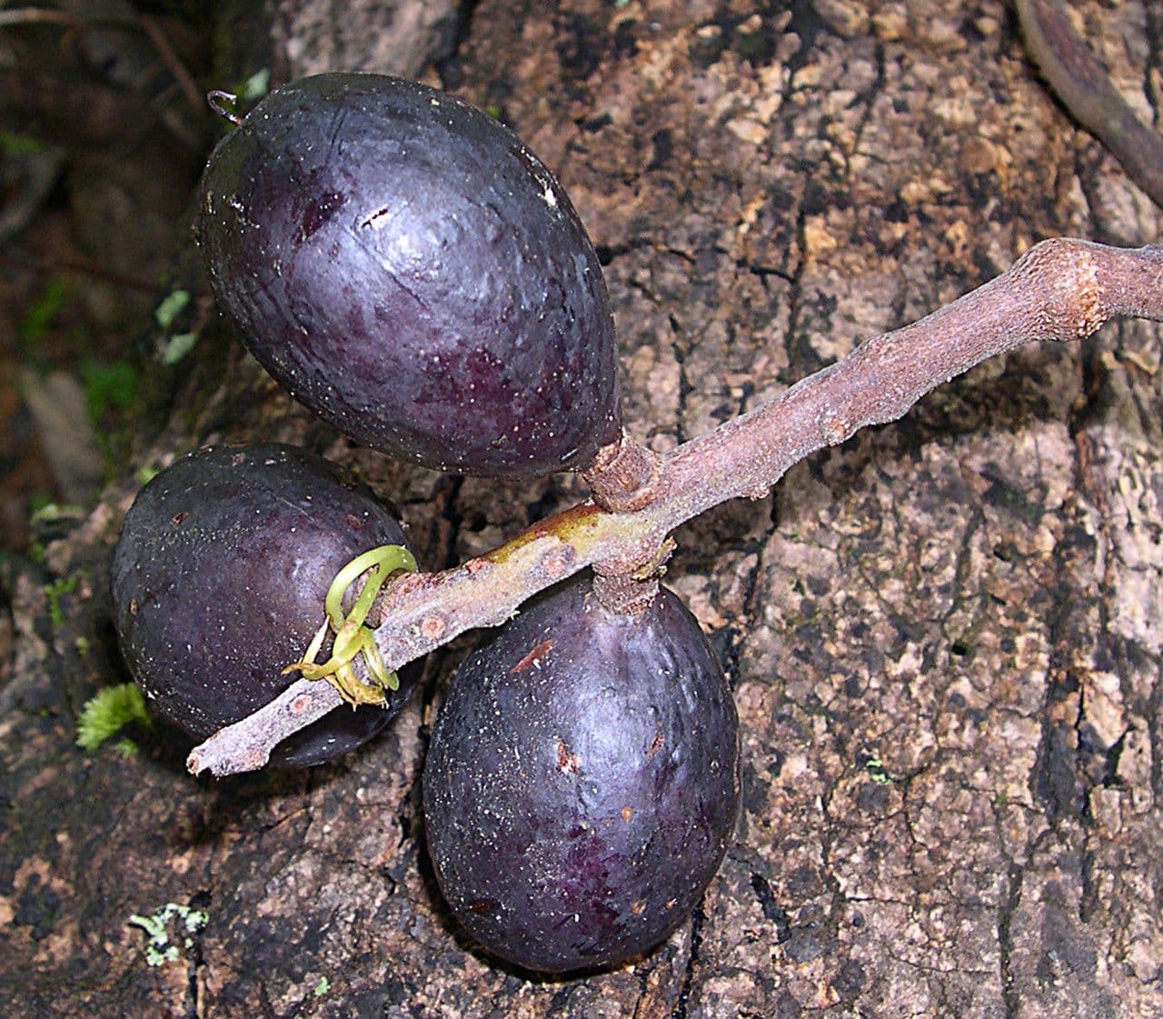 Sleumerodendron 5