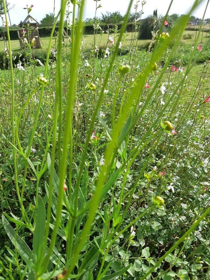 Coreopsis lanceolata 30