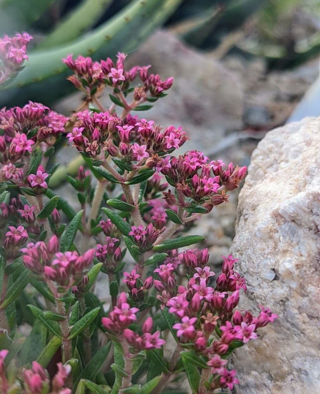 Crassula 5