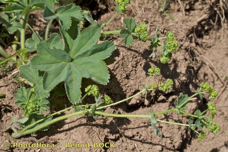 Alchemilla 2