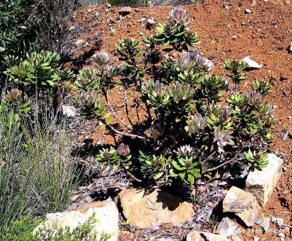Melaleuca 13