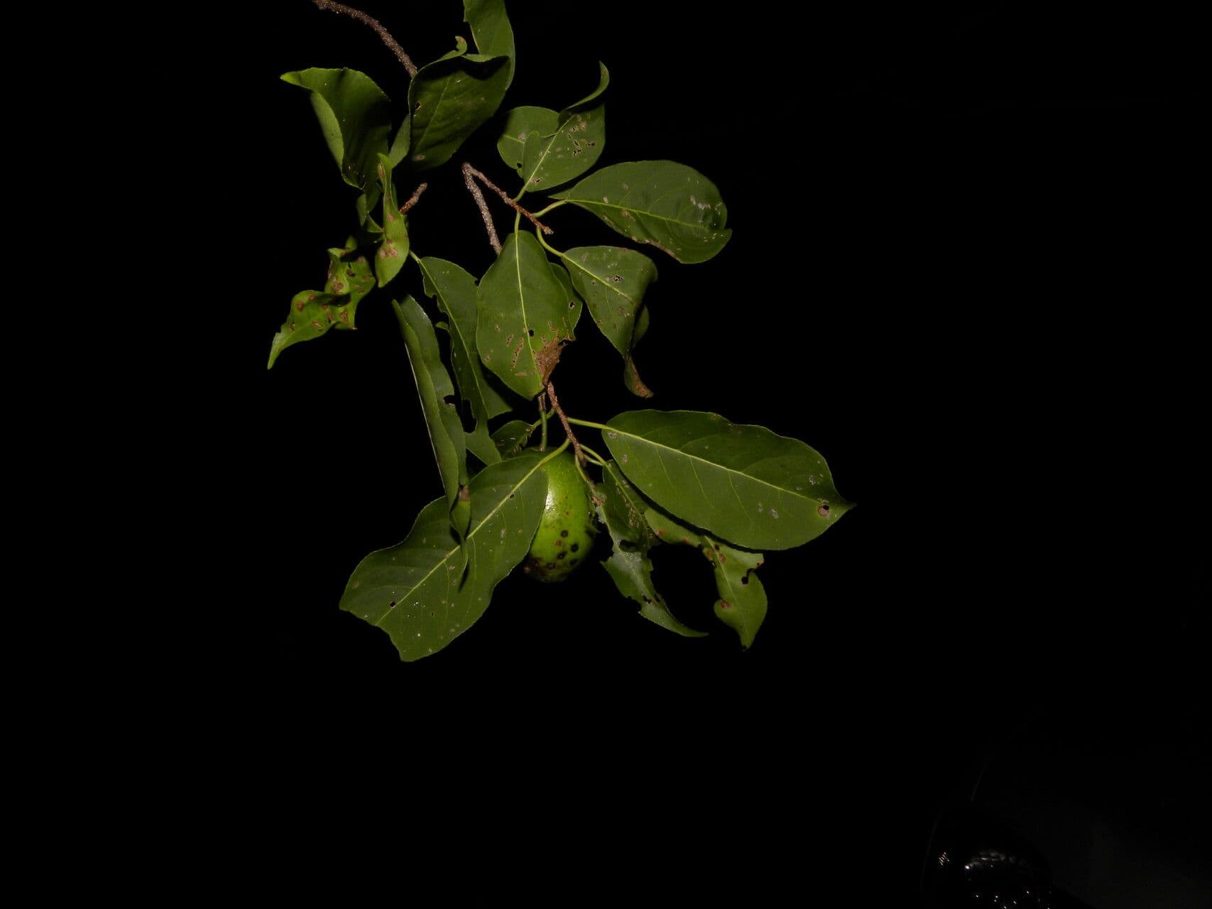 Casearia tremula 5