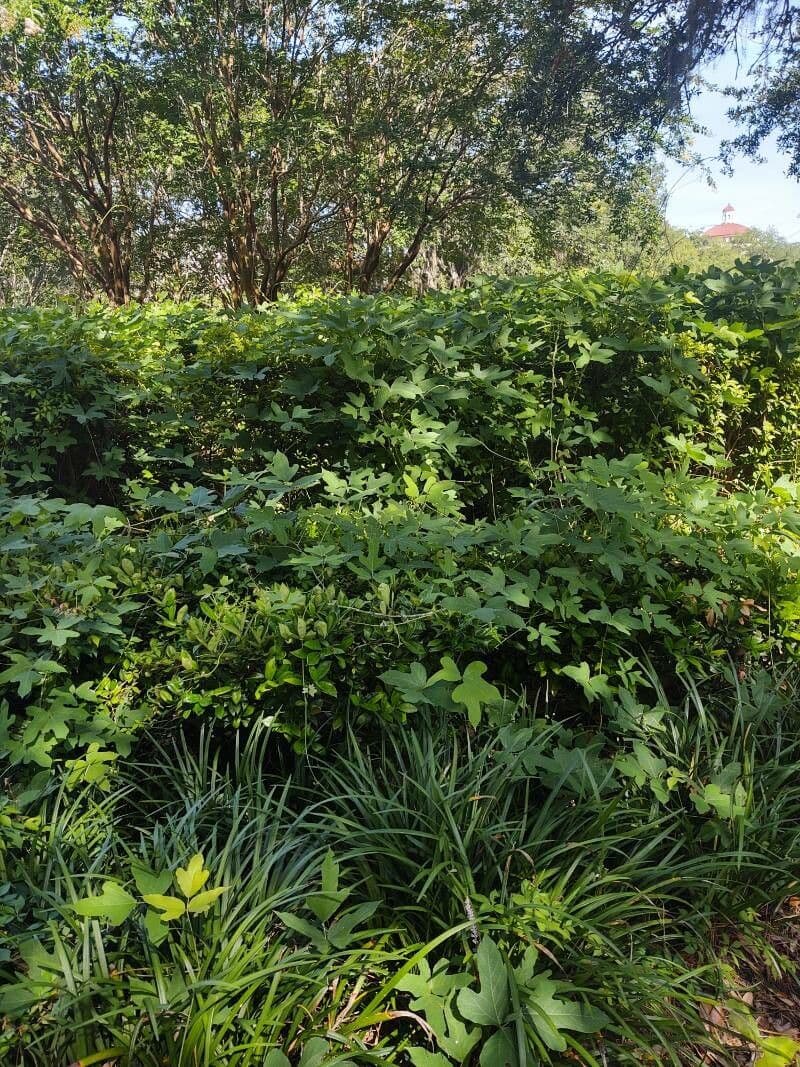 Kudzu 10