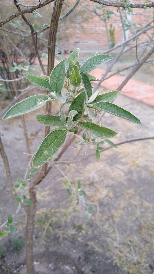 Buddleja cordata 6