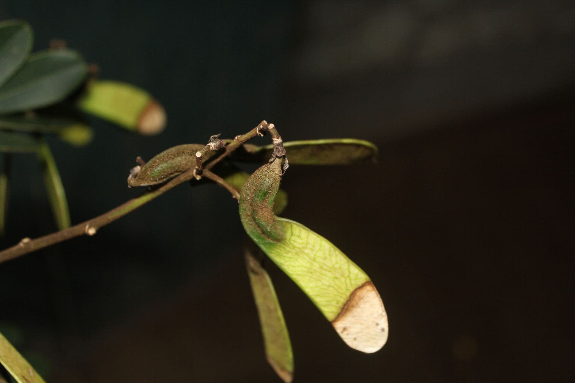 Machaerium biovulatum