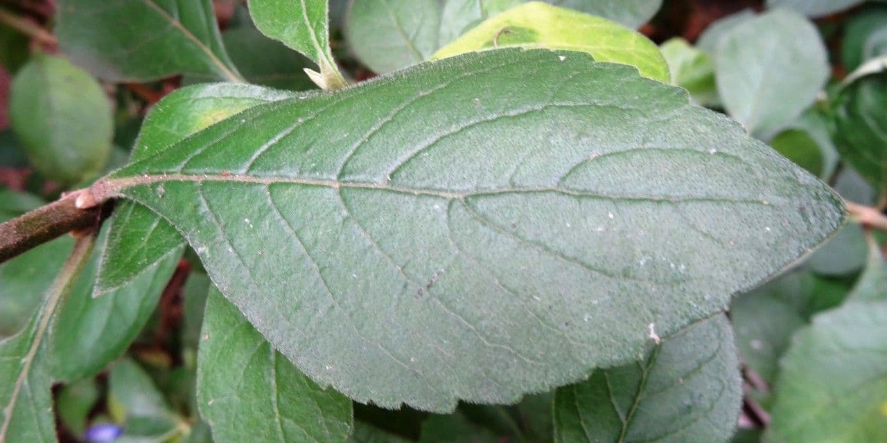 Lantana 16