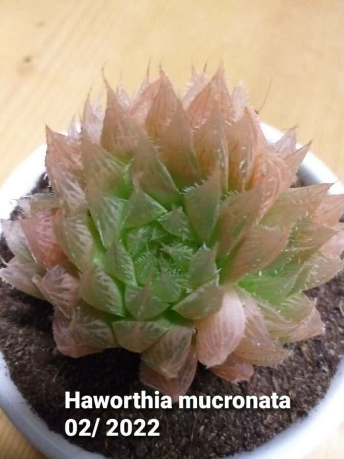 Haworthia 2