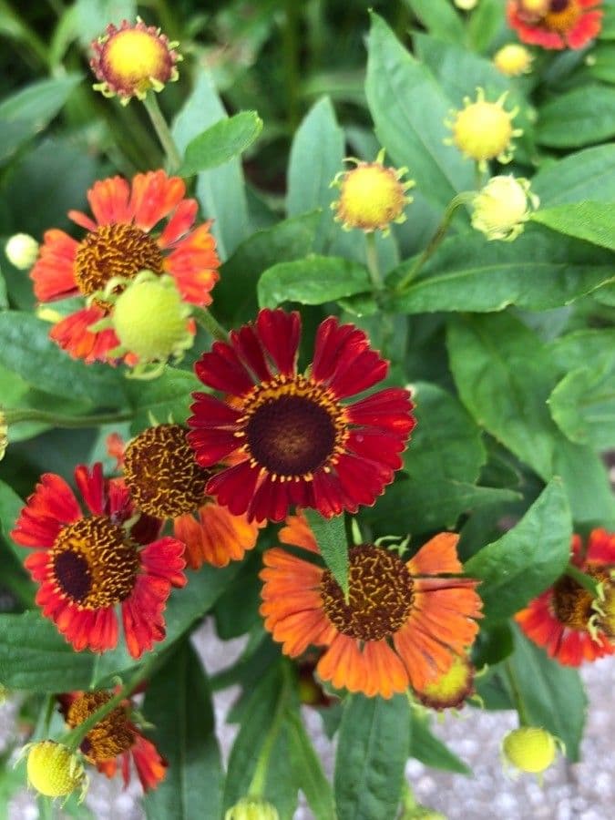 Helenium de otoño 3