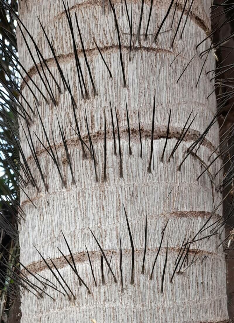 Palma da cocco gialla 14
