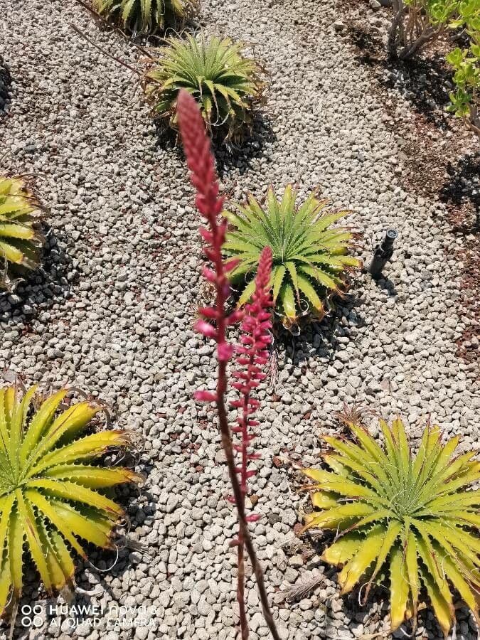 Hechtia 3