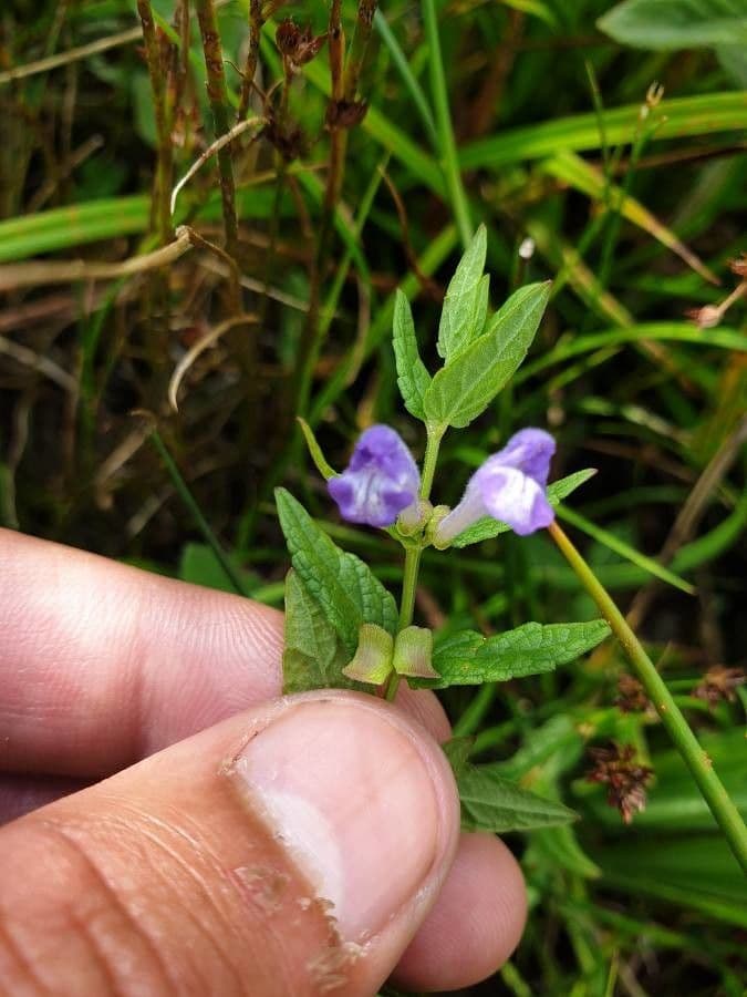 Scutellaria 10