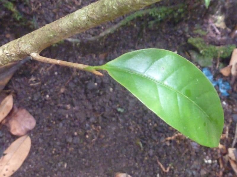 Chrysophyllum 6