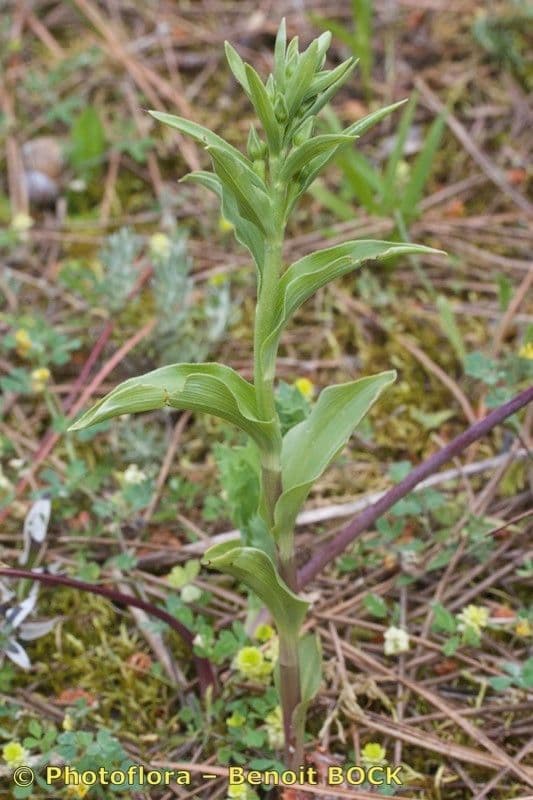 Epipactis 6