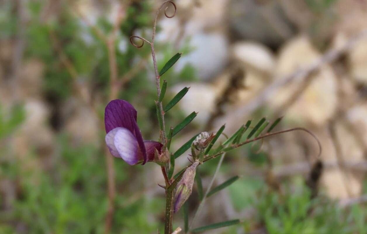 Vesce pèlerine 7