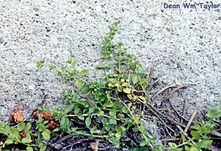 Sperrkraut