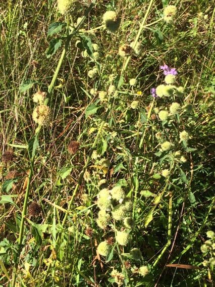 Pycnanthemum verticillatum 7