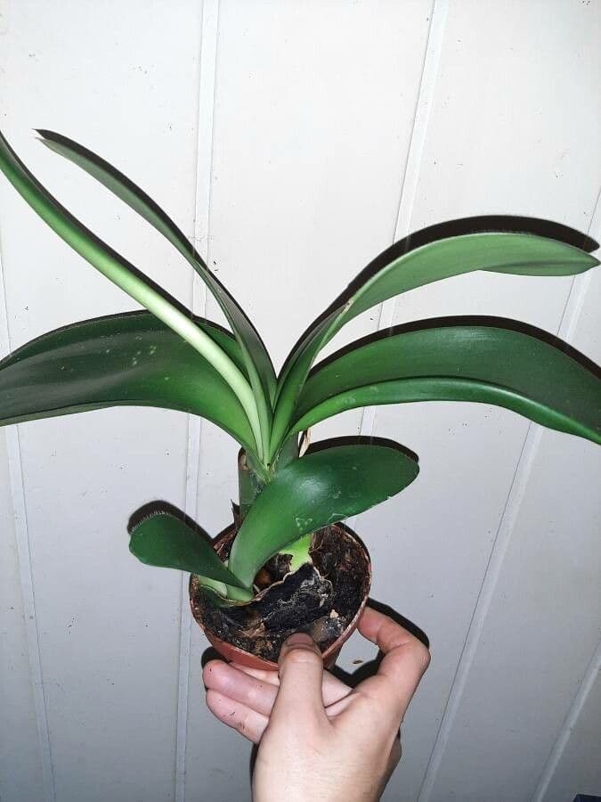 Haemanthus 19