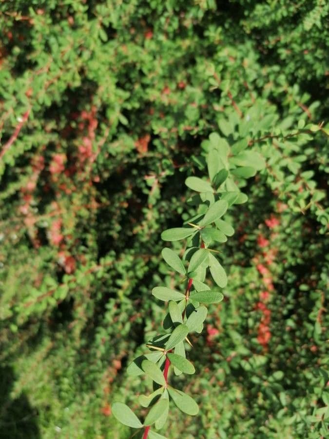 Rispen-Berberitze 9
