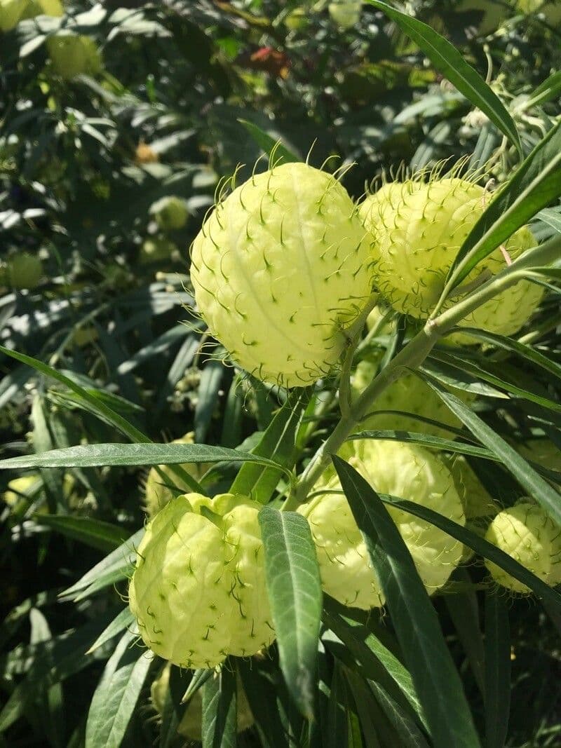 Gomphocarpus physocarpus 3