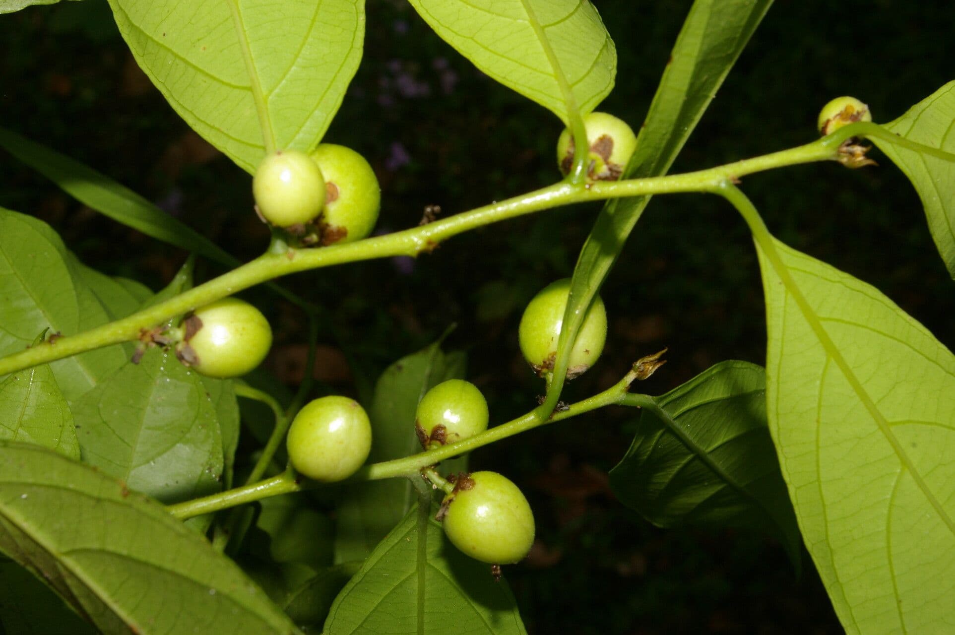 Casearia