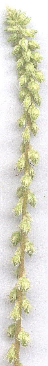 Cyathula prostrata 6