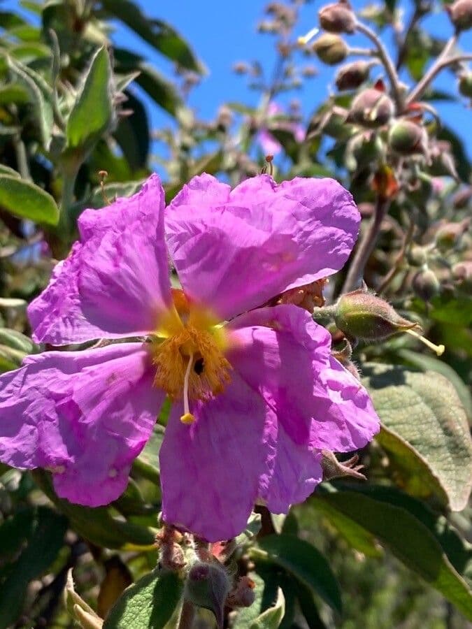 Cistus 7
