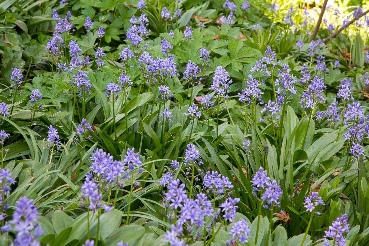 Scilla dalmatica 3