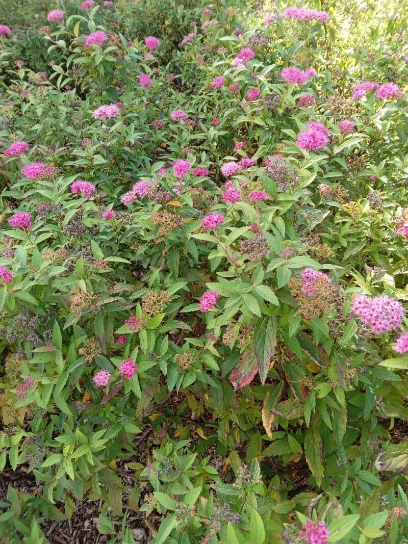 Spirea del Giappone 13