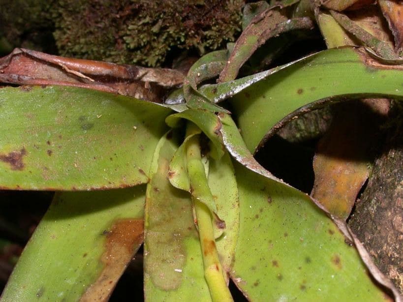 Catopsis sessiliflora 25