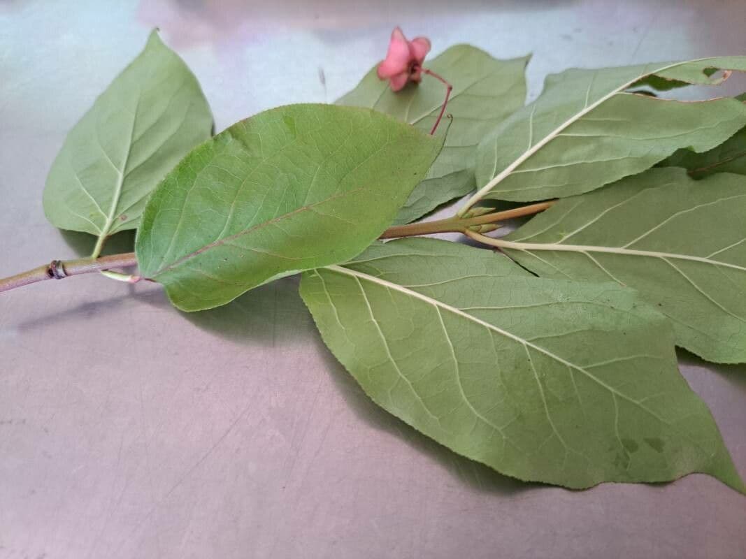 Fusain à larges feuilles 18