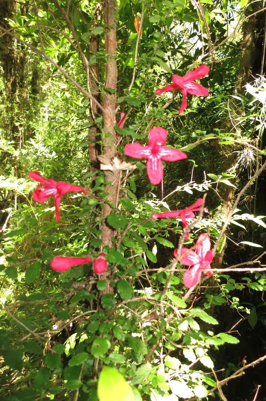Asteranthera 21