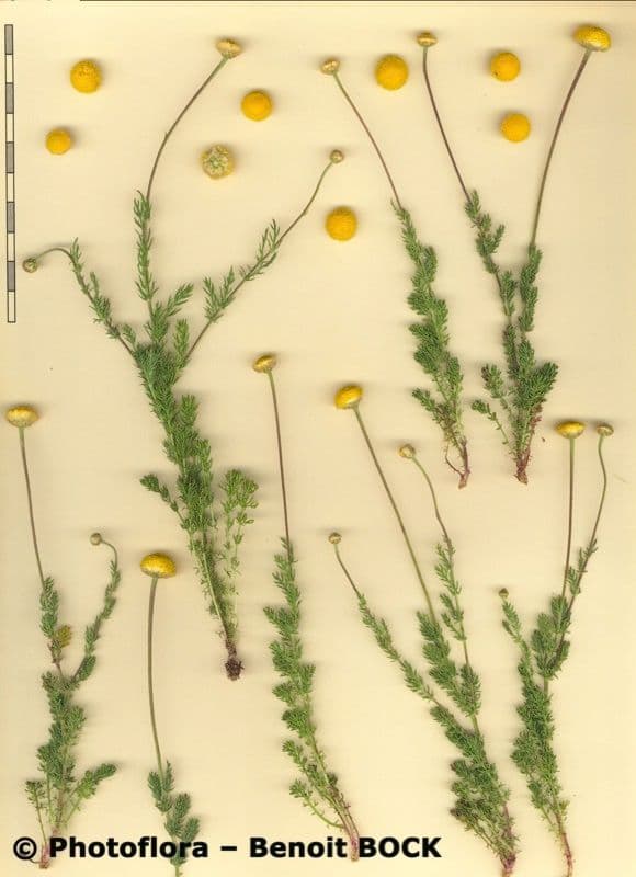 Camomilla romana 36