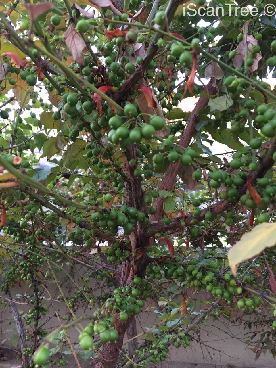 Halleria lucida 9