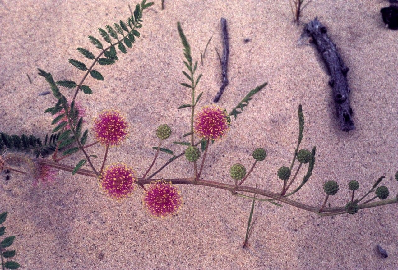 Mimosa quadrivalvis 7