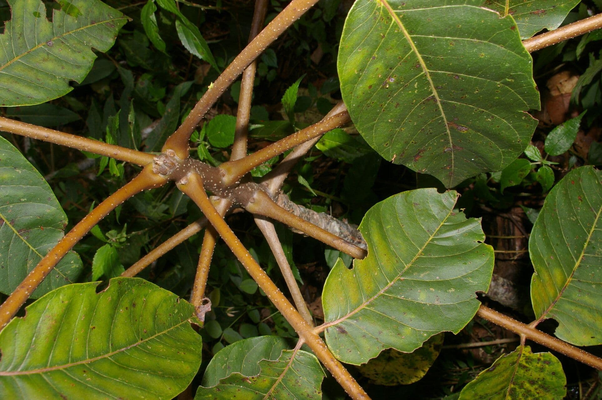 Cedrela 8
