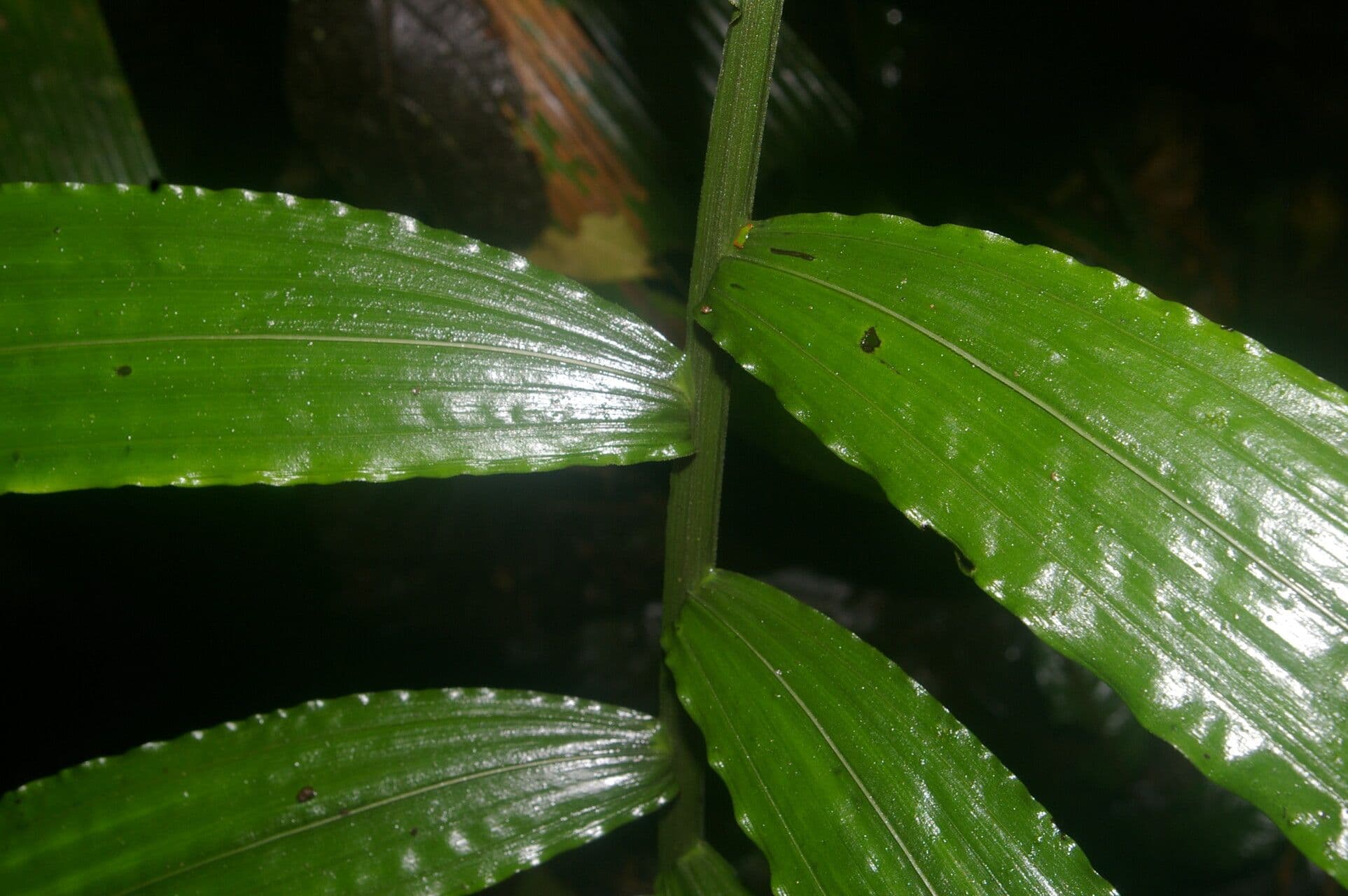 Chamaedorea 3