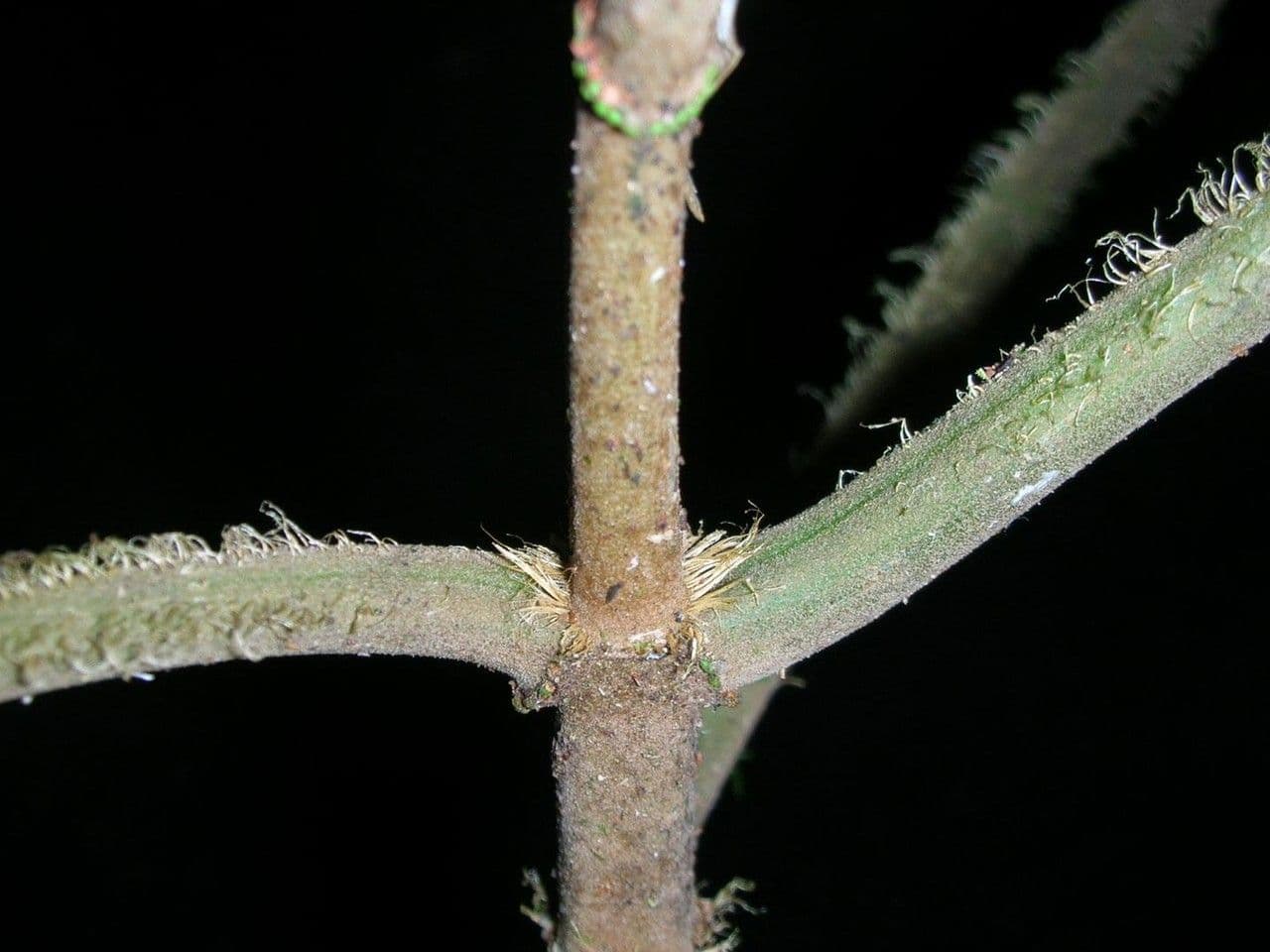 Conostegia 9