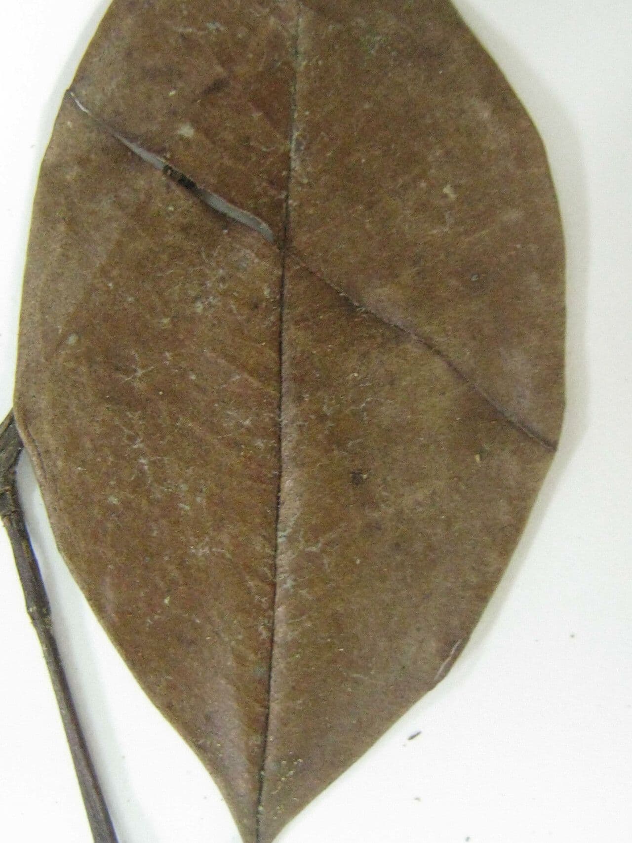 Eugenia 5