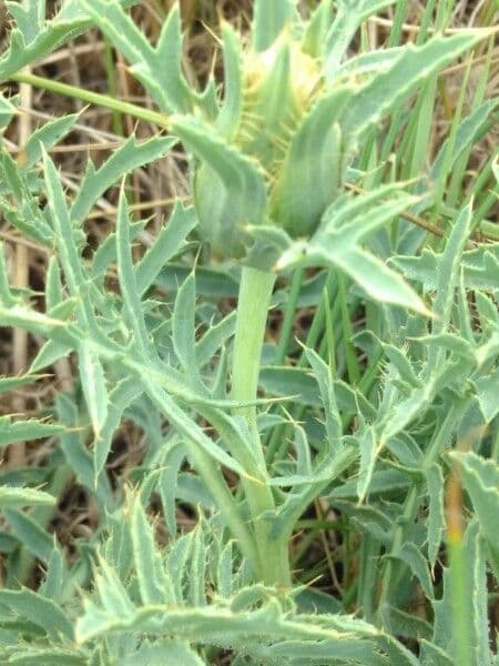 Sanftdistel 17