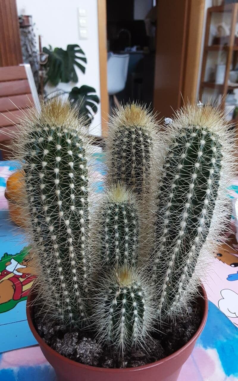 Pilosocereus 6