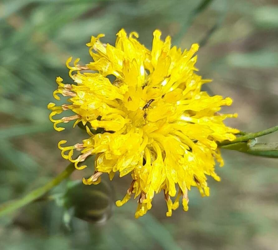 Thelesperma 5
