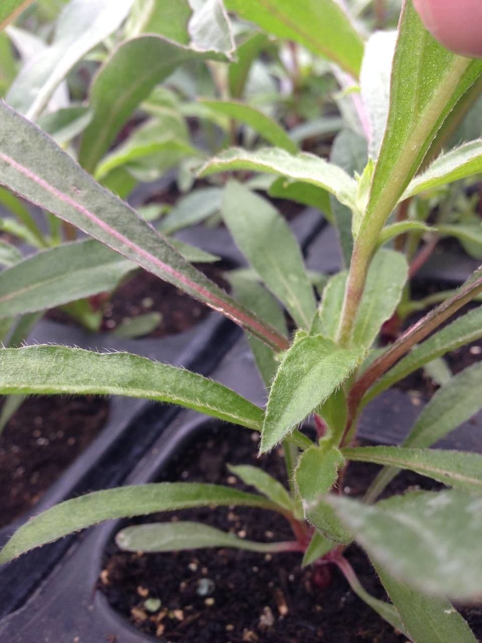 Gomphrena globuleuse 21