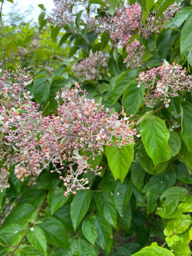 Banisteriopsis muricata 6