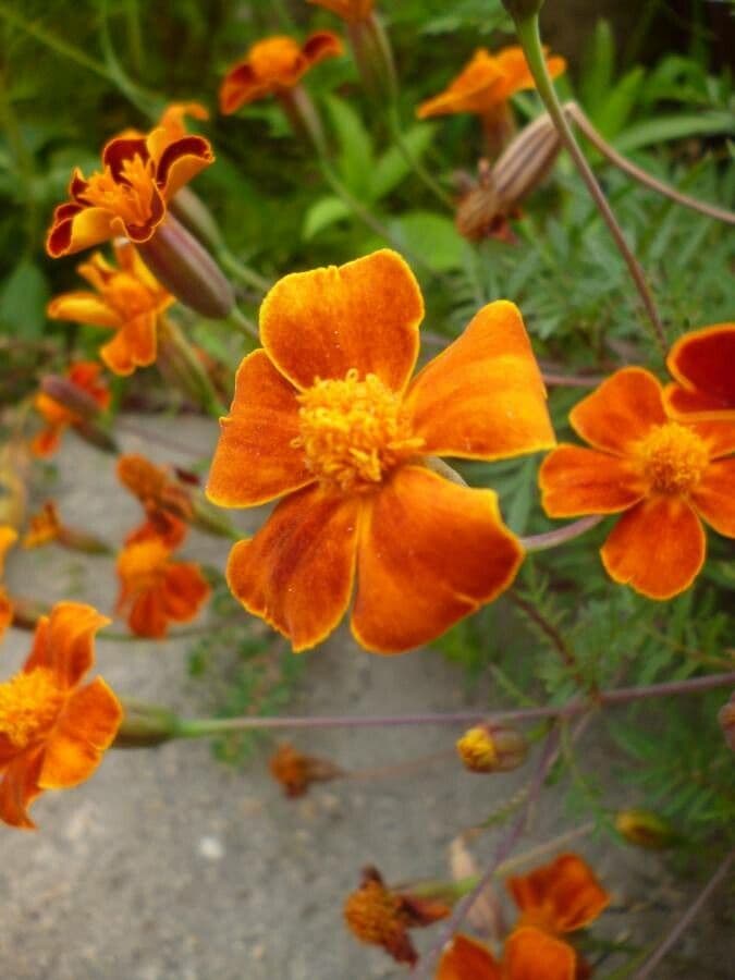 Schmalblättrige Studentenblume 8