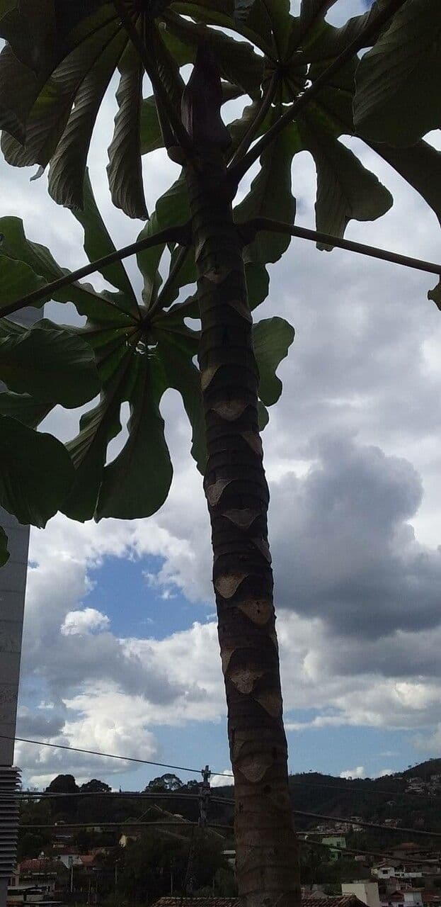Cecropia 22