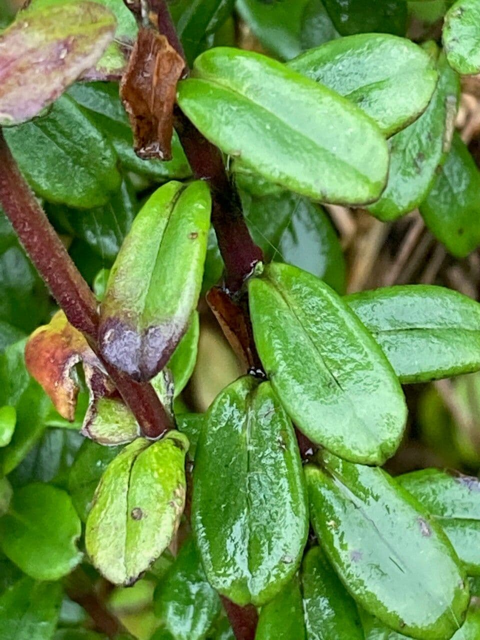 Valeriana 7